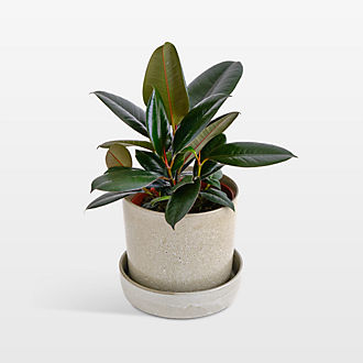 Live Plants & Wreaths