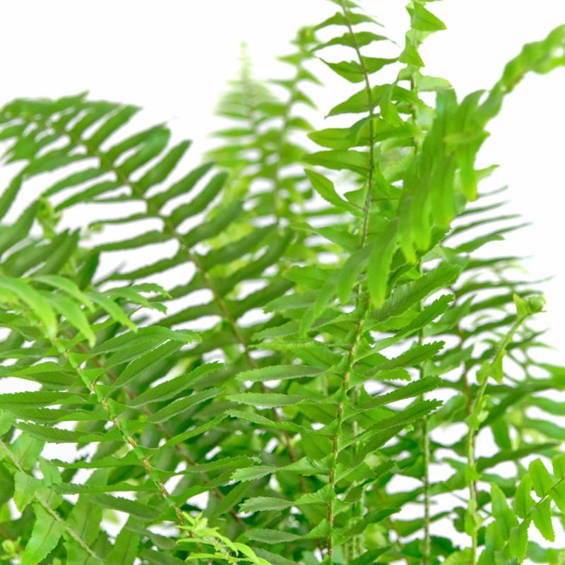 Live Kimberley Fern Plant 6" in Tan Ceramic Pot - image 2 of 3