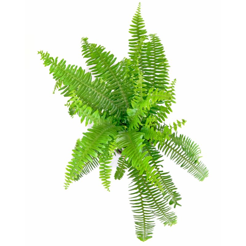 Live Kimberley Fern Plant 6" in Tan Ceramic Pot - image 1 of 3