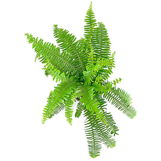 Live Kimberley Fern Plant 6" in Tan Ceramic Pot
