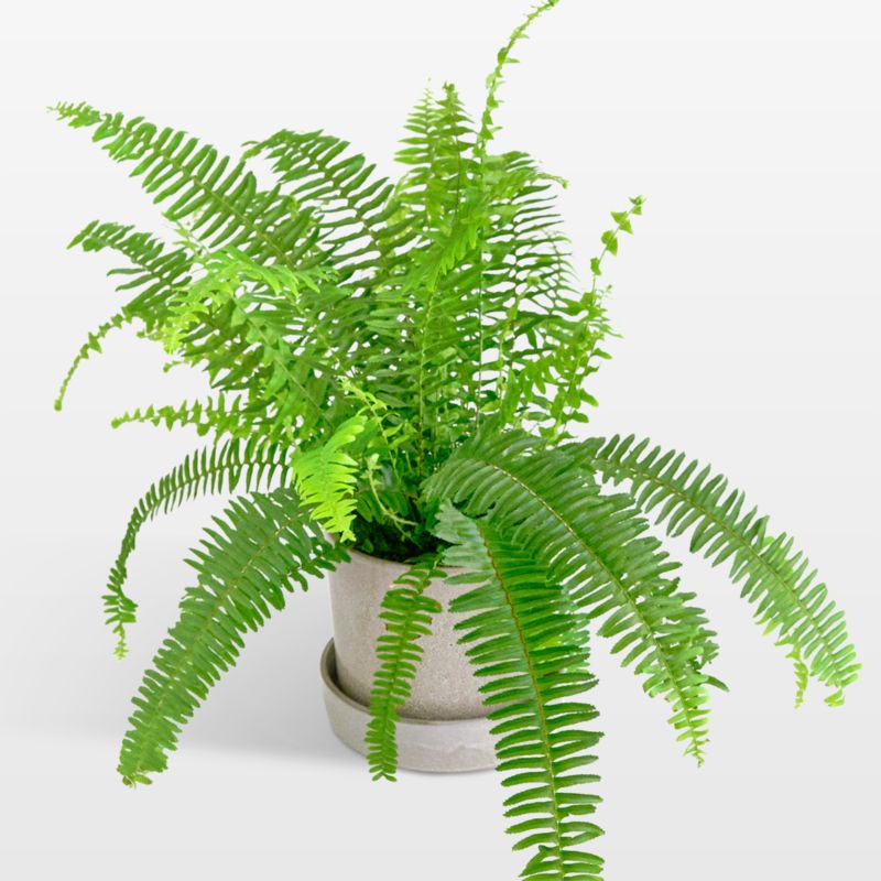 Live Kimberley Fern Plant 6" in Tan Ceramic Pot - image 0 of 3