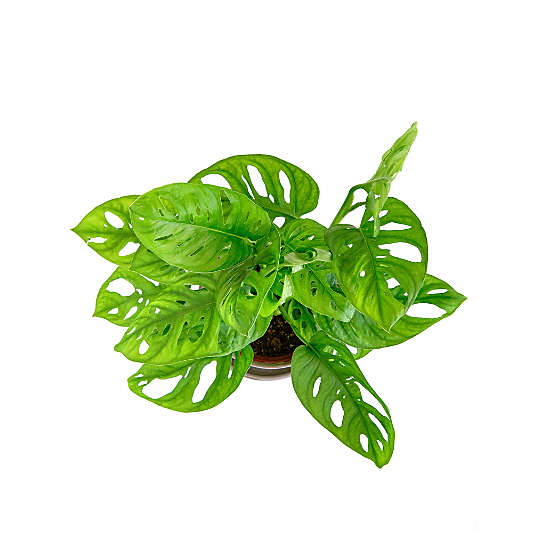 Live Monstera Adansonii Plant 6" in Tan Ceramic Pot