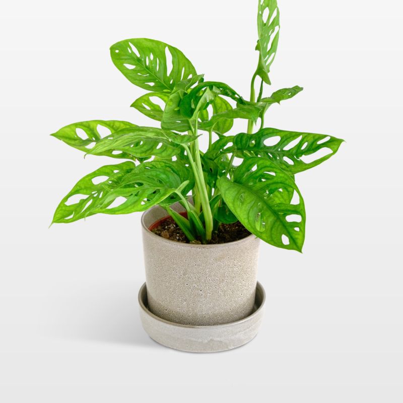 Live Monstera Adansonii Plant 6" in Tan Ceramic Pot - image 0 of 3