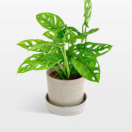 Live Monstera Adansonii Plant 6" in Tan Ceramic Pot