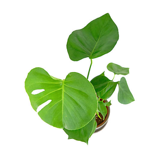 Live Monstera Deliciosa Plant 6" in Tan Ceramic Pot