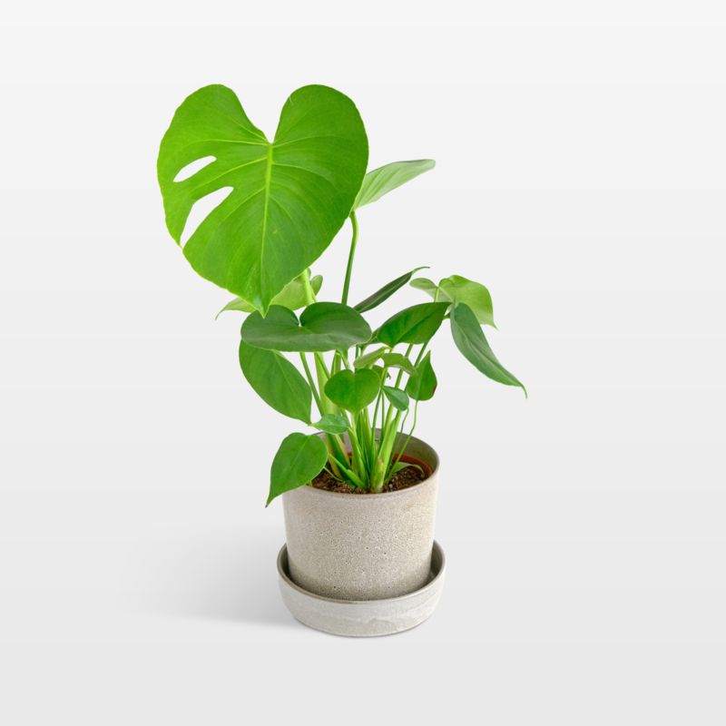 Live Monstera Deliciosa Plant 6" in Tan Ceramic Pot - image 0 of 3