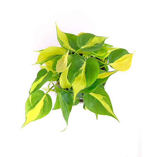 Live Philodendron Brasil Plant 6" in Tan Ceramic Pot