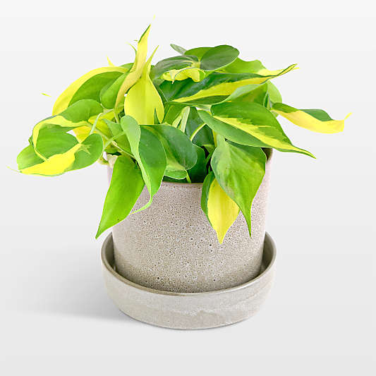 Live Philodendron Brasil Plant 6" in Tan Ceramic Pot