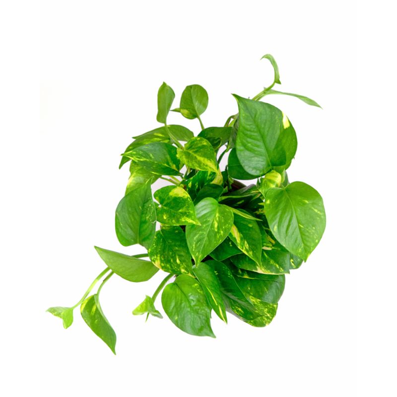 Live Pothos Ivy Plant 6" in Tan Ceramic Pot - image 1 of 3