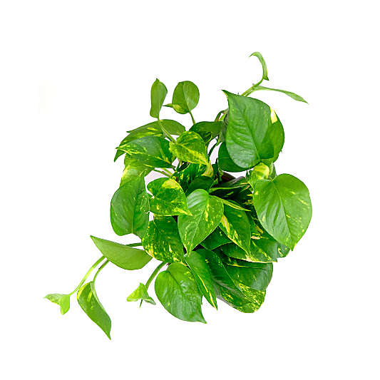 Live Pothos Ivy Plant 6" in Tan Ceramic Pot