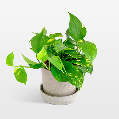 Live Pothos Ivy Plant 6" in Tan Ceramic Pot