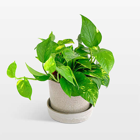 Live Pothos Ivy Plant 6" in Tan Ceramic Pot