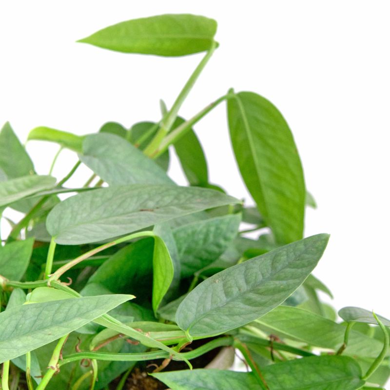 Live Pothos Cebu Blue Plant 6" in Tan Ceramic Pot - image 2 of 3