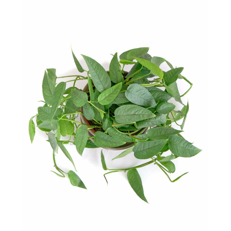 Live Pothos Cebu Blue Plant 6" in Tan Ceramic Pot - image 1 of 3