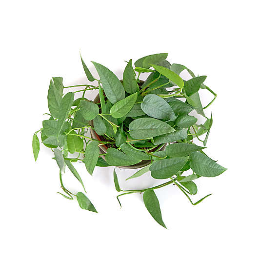 Live Pothos Cebu Blue Plant 6" in Tan Ceramic Pot