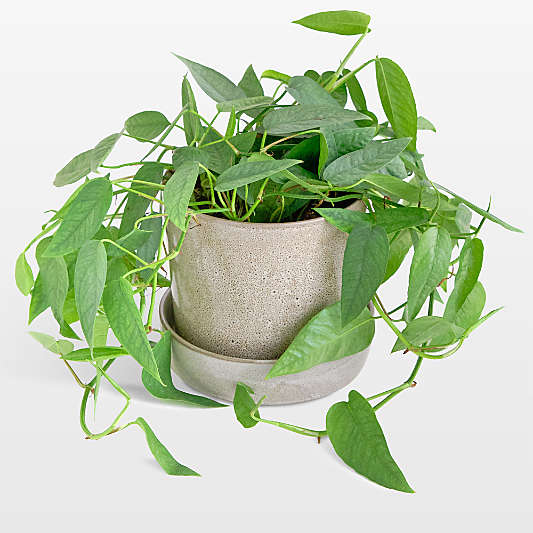 Live Pothos Cebu Blue Plant 6" in Tan Ceramic Pot