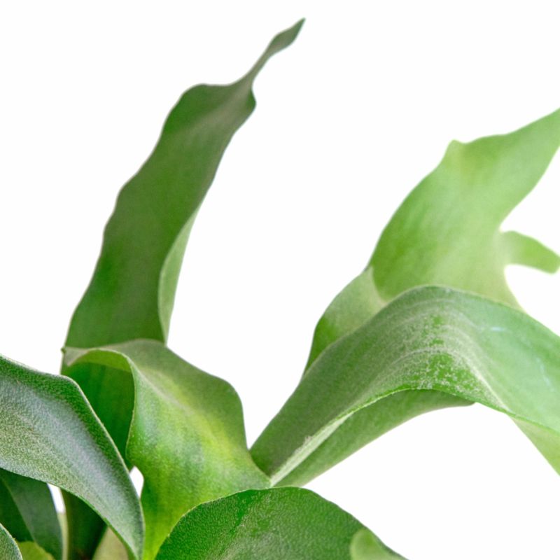 Live Staghorn Fern Plant 6" in Tan Ceramic Pot - image 2 of 3