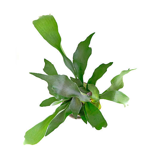 Live Staghorn Fern Plant 6" in Tan Ceramic Pot