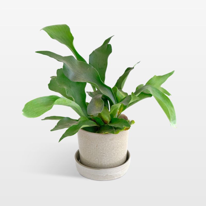 Live Staghorn Fern Plant 6" in Tan Ceramic Pot - image 0 of 3