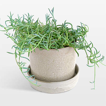 Live String of Fishhooks Plant 6" in Tan Ceramic Pot