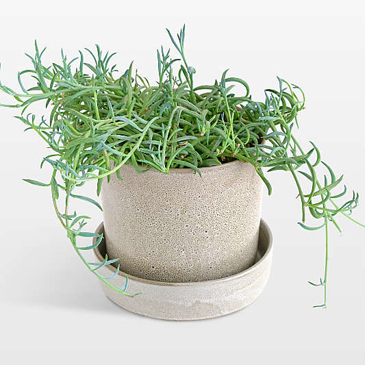 Live String of Fishhooks Plant 6" in Tan Ceramic Pot