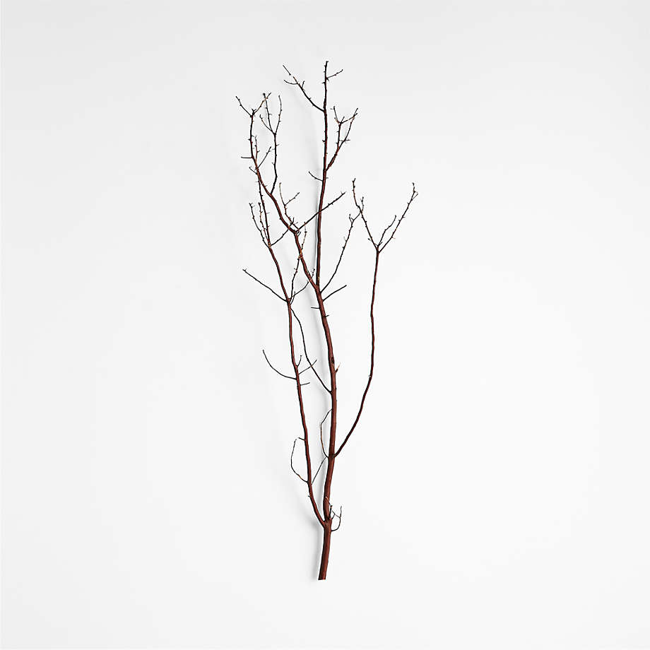 Manzanita Branch + Reviews Crate & Barrel