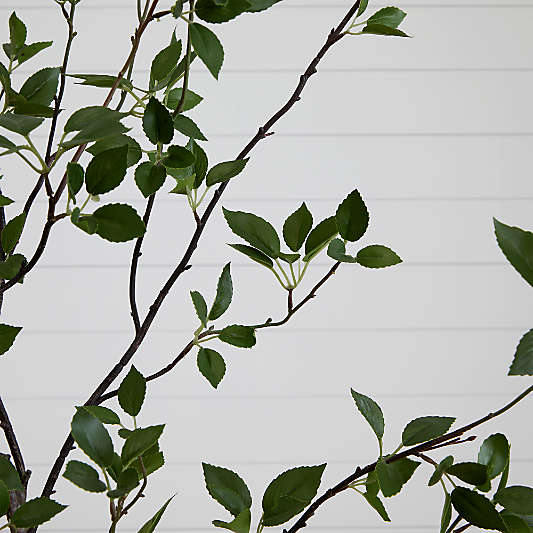 Faux Minimalist Citrus Tree 8'