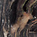 Breccia Marble