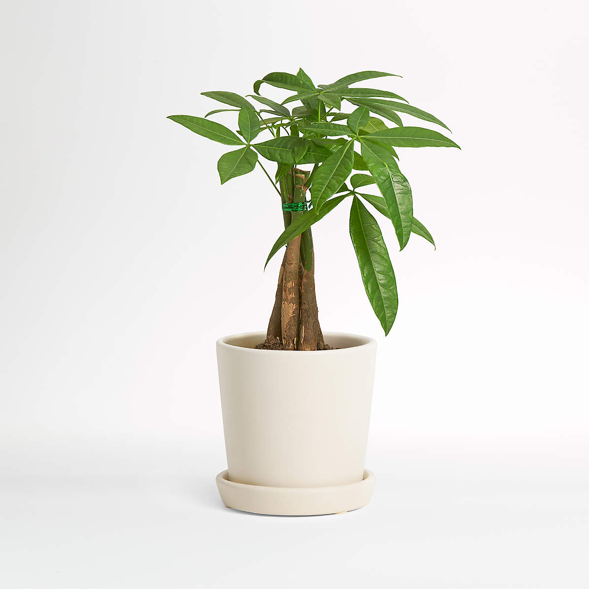 Live Money Tree Plant In Bryant Planter By The Sill Reviews Crate And Barrel