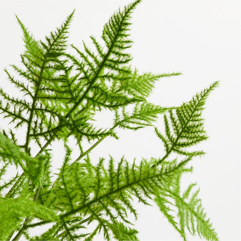 Faux Plumosa Fern Leaf Stem - image 3 of 4