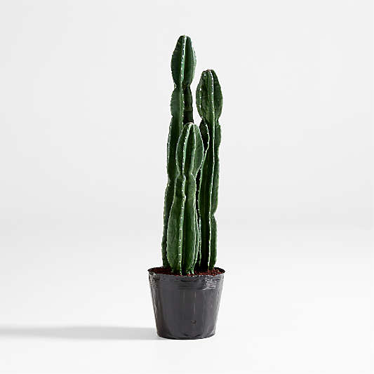 Faux Tall Potted Cactus Plant