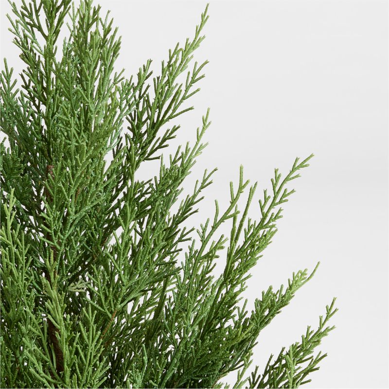 Potted Holiday Cypress Tree 24