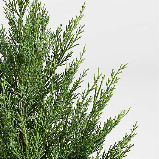 Potted Holiday Cypress Tree 24"