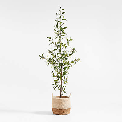 Potted Faux Almond Tree 8'