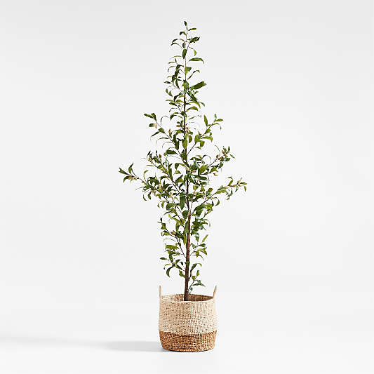 Potted Faux Almond Tree 8'