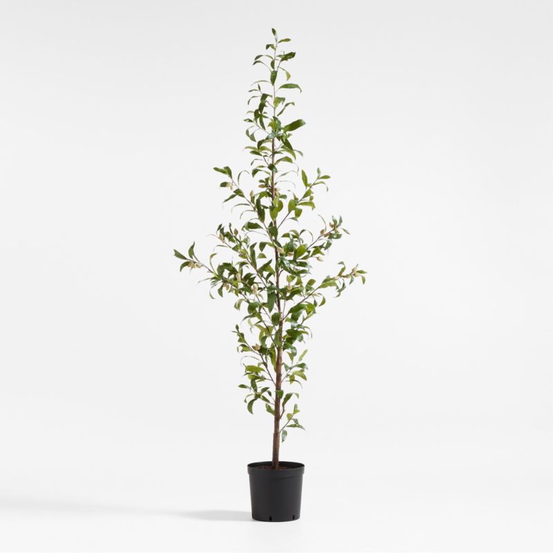 Potted Faux Almond Tree 8' - image 1 of 3