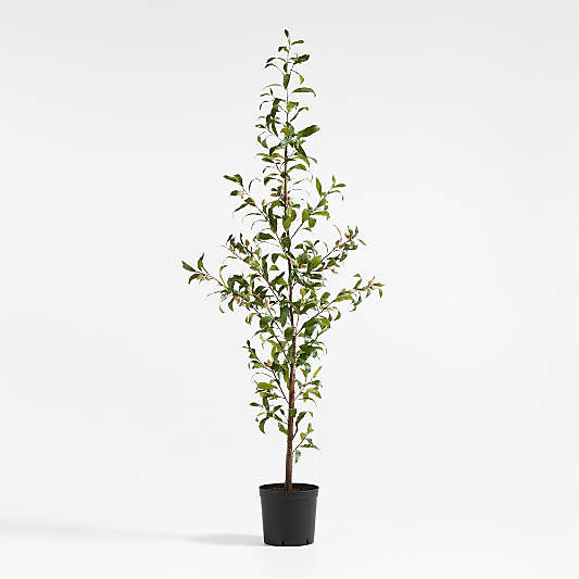 Potted Faux Almond Tree 8'