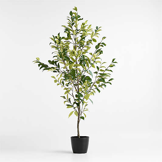 Potted Faux Coffee Panax Tree 7'