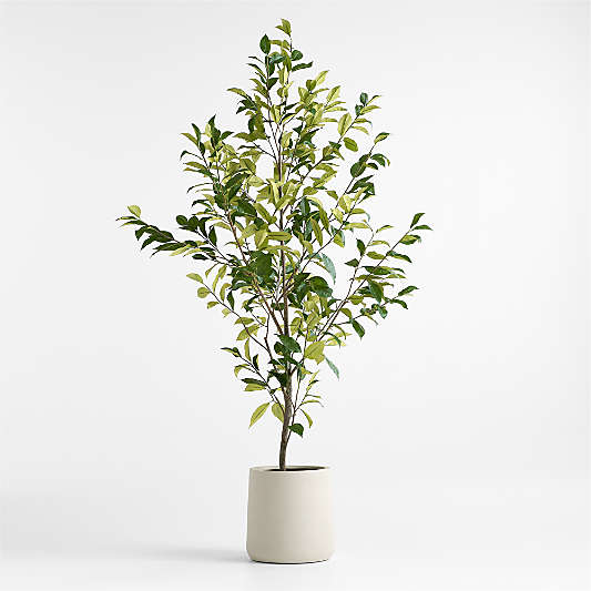 Potted Faux Coffee Panax Tree 7'