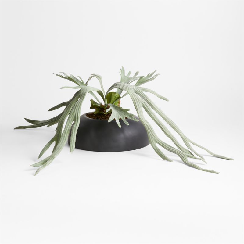 Potted Faux Green Staghorn Fern - image 0 of 5