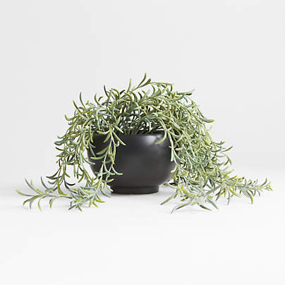 Potted Faux Green String of Fishhooks in Black Pot