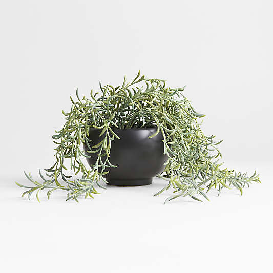 Potted Faux Green String of Fishhooks in Black Pot