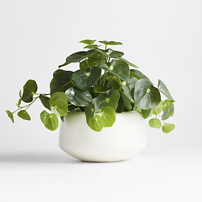 View Potted Faux Pilea Plant in White Pot details