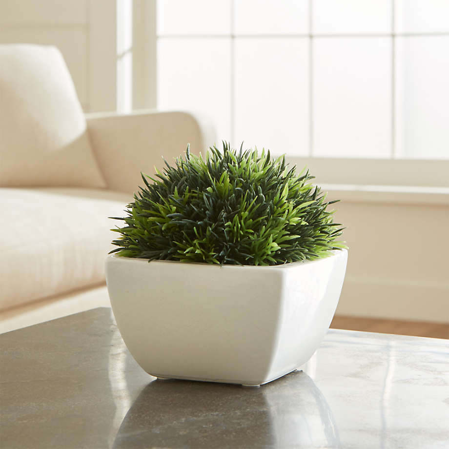 Potted Artificial/Faux Moss + Reviews Crate & Barrel