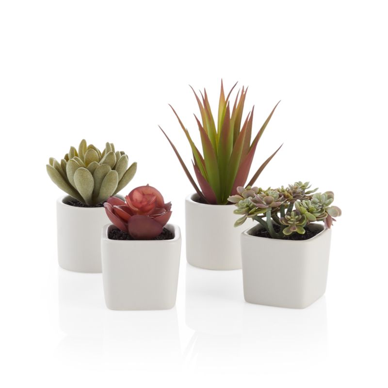 Artificial/Faux Mini Potted Succulents, Set of 4 + Reviews | Crate & Barrel