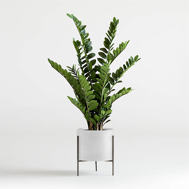 Artificialfaux Potted Dracaena 65 Reviews Crate And Barrel 4106