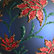 Red Poinsetta