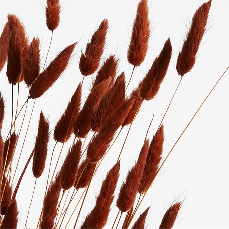 Dried Rust Bunny Tail Bunch