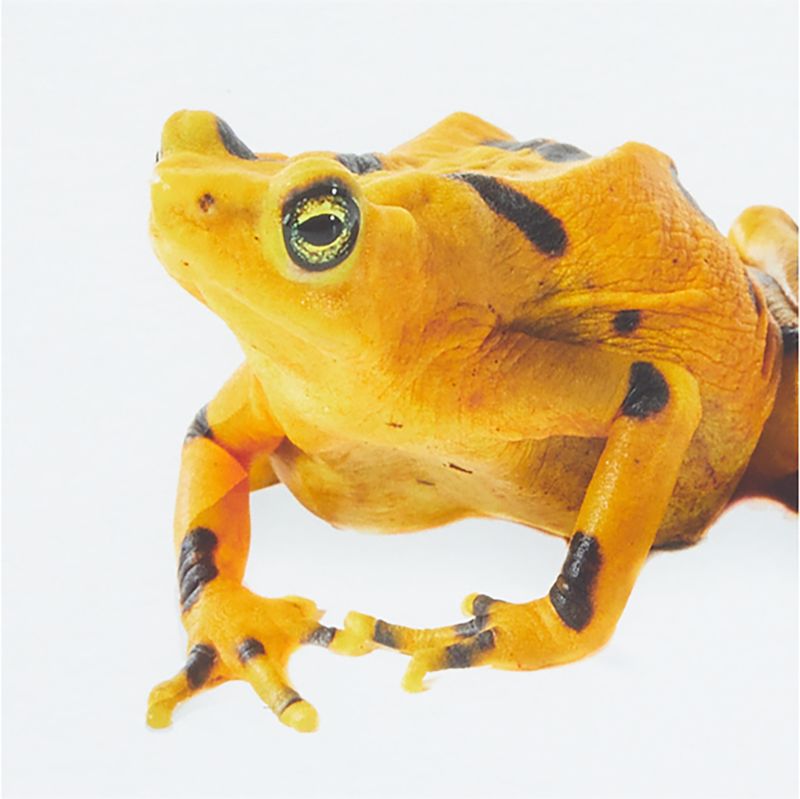 Smithsonian Panamanian Golden Frog Framed Wall Art Print - image 4 of 5