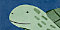 Sea Turtle